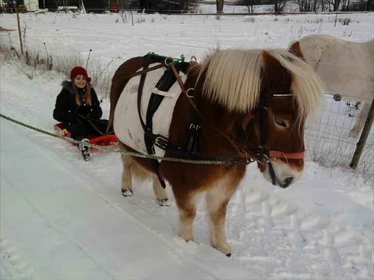 Anden særlig race Lukas - c(:  med kælk billede 9