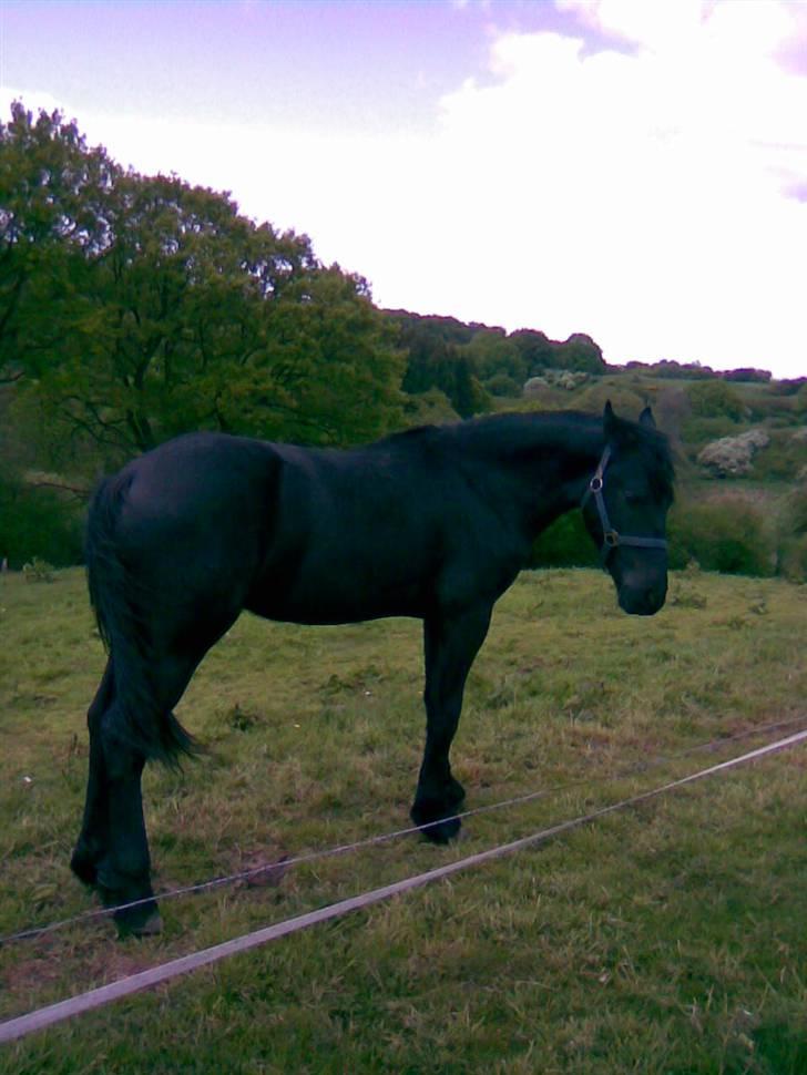 Frieser Temptation - temptation på sommer græs billede 1