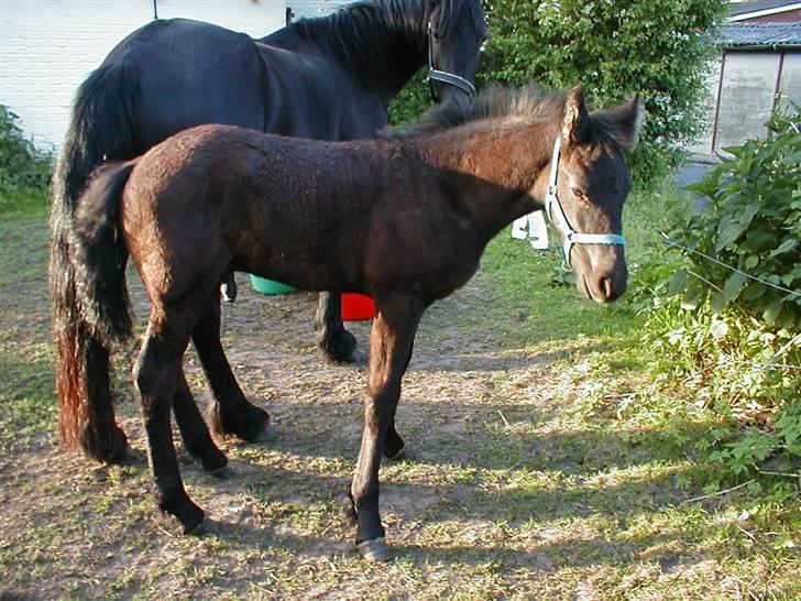 Frieser Temptation - temptaion som lille dreng billede 2