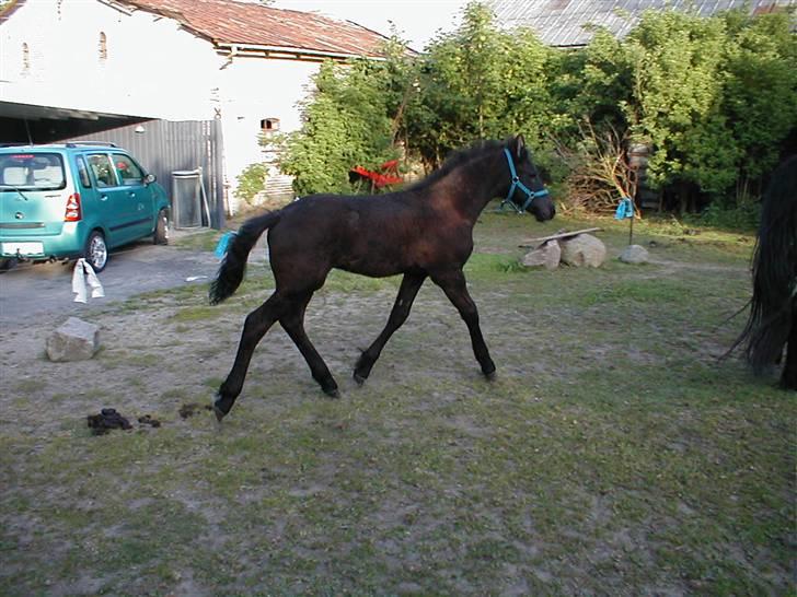 Frieser Temptation - temptation som lille dreng billede 3