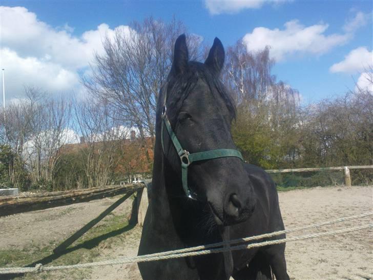 Frieser Temptation - temptation på ridebane billede 4