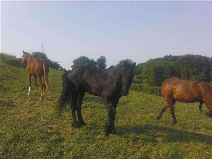 Frieser Temptation billede 5