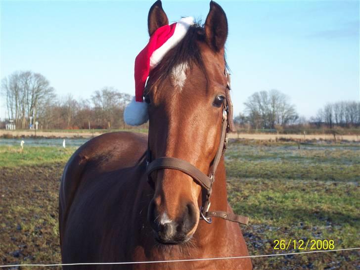 Anden særlig race Digtergårdens Image - 25 december 2008: Image på fold med nissehue!! Er han ik´sød (: billede 20