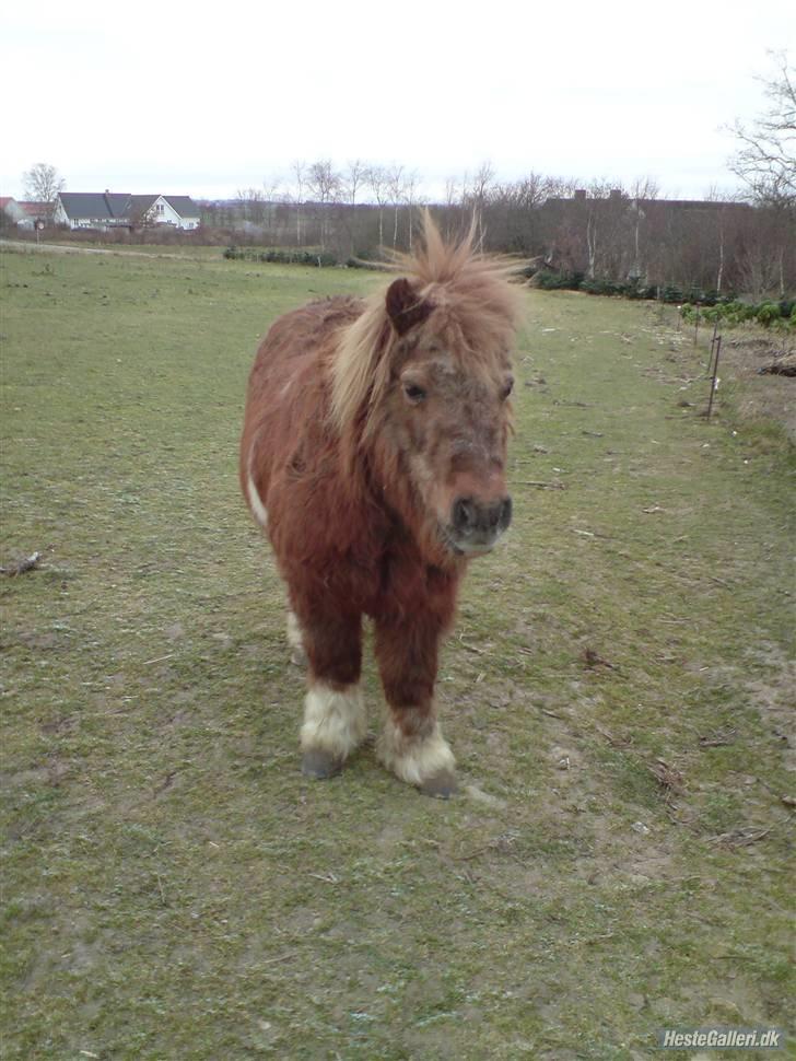 Shetlænder Flicka<3    R.I.P billede 1