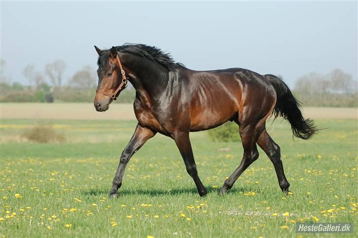 Dansk Varmblod Kastaniegården´s Nivea - Nivea´s far  billede 9