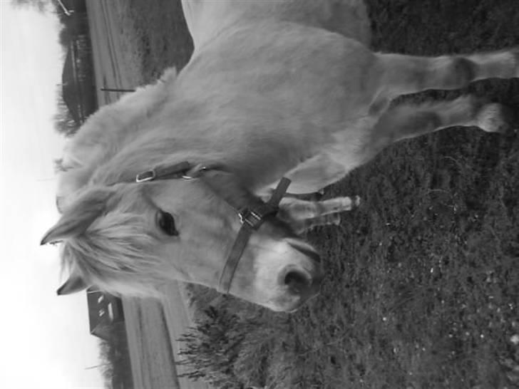 Fjordhest Casus - solgt :'( - smukke basse :*)  billede 20