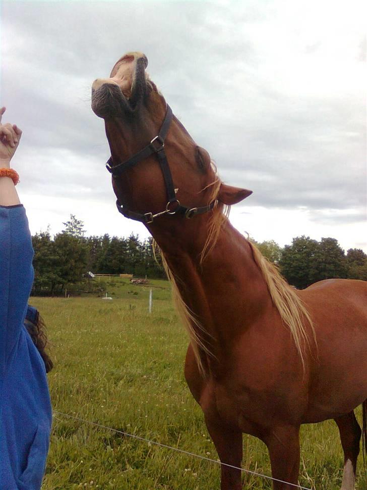 Frederiksborg Lucky Lykkebo  - Lucky Lykkebo kan noget på Kommando, andet end at stejle, <3 billede 18