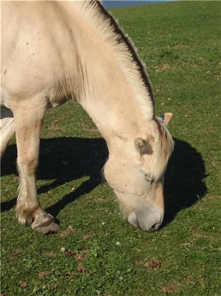 Fjordhest josef Godthaab R.I.P billede 1