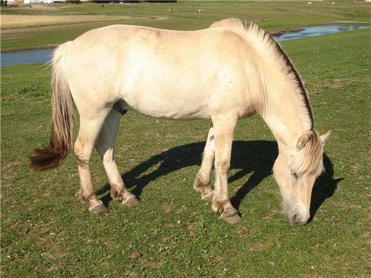 Fjordhest josef Godthaab R.I.P billede 2