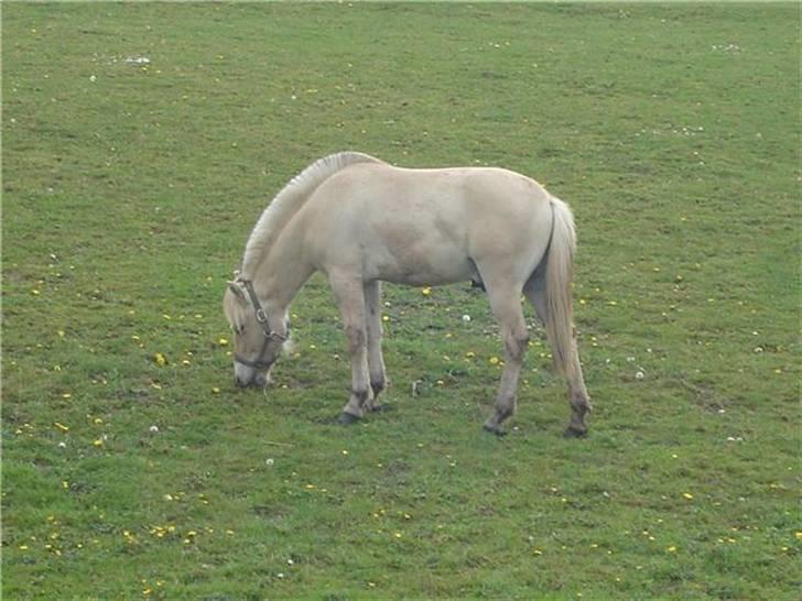 Fjordhest josef Godthaab R.I.P billede 3