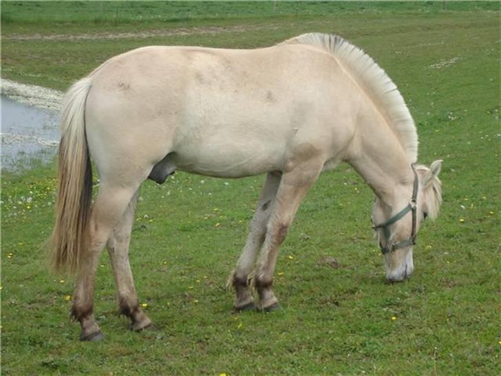 Fjordhest josef Godthaab R.I.P billede 4