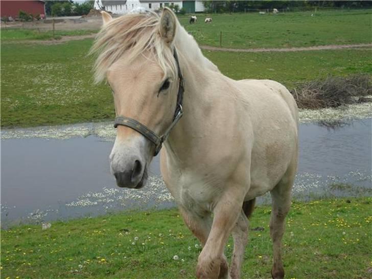 Fjordhest josef Godthaab R.I.P billede 5