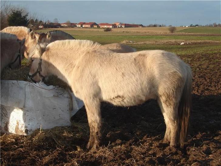 Fjordhest josef Godthaab R.I.P billede 6