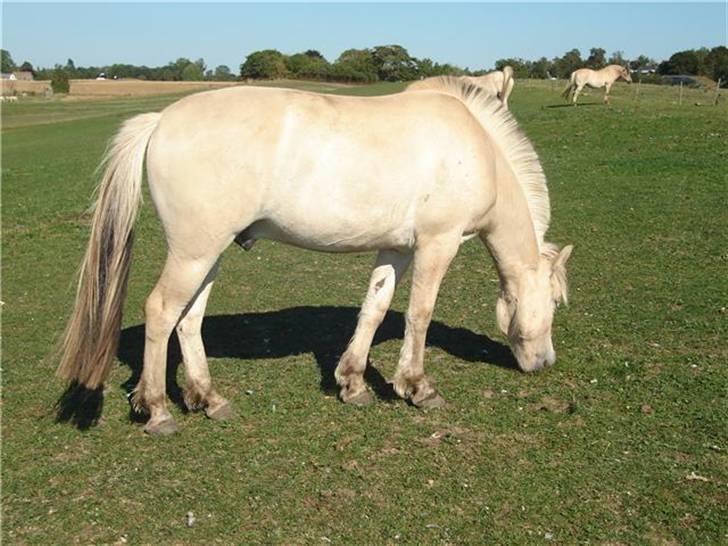 Fjordhest josef Godthaab R.I.P billede 7