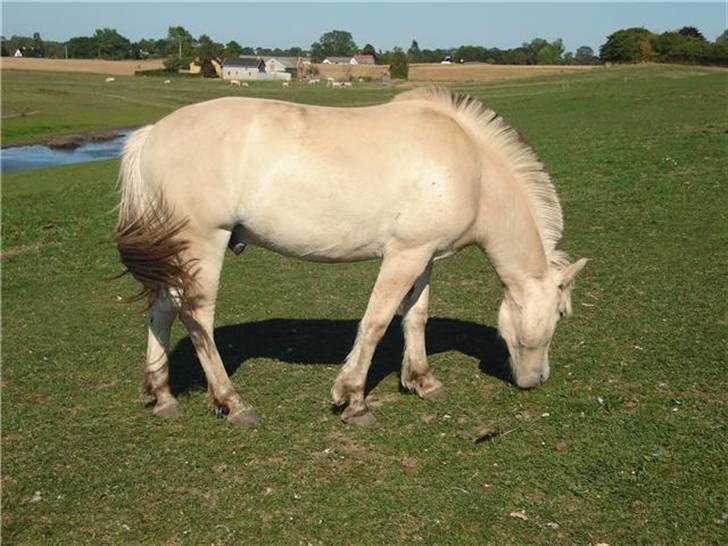 Fjordhest josef Godthaab R.I.P billede 8