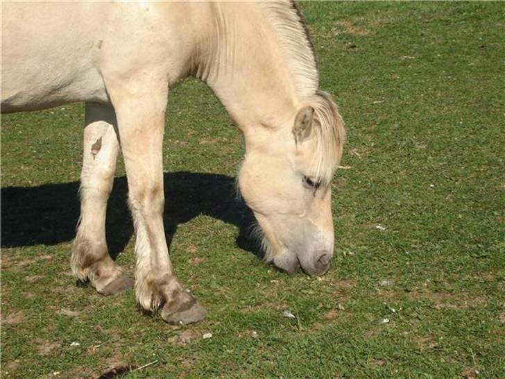 Fjordhest josef Godthaab R.I.P billede 9