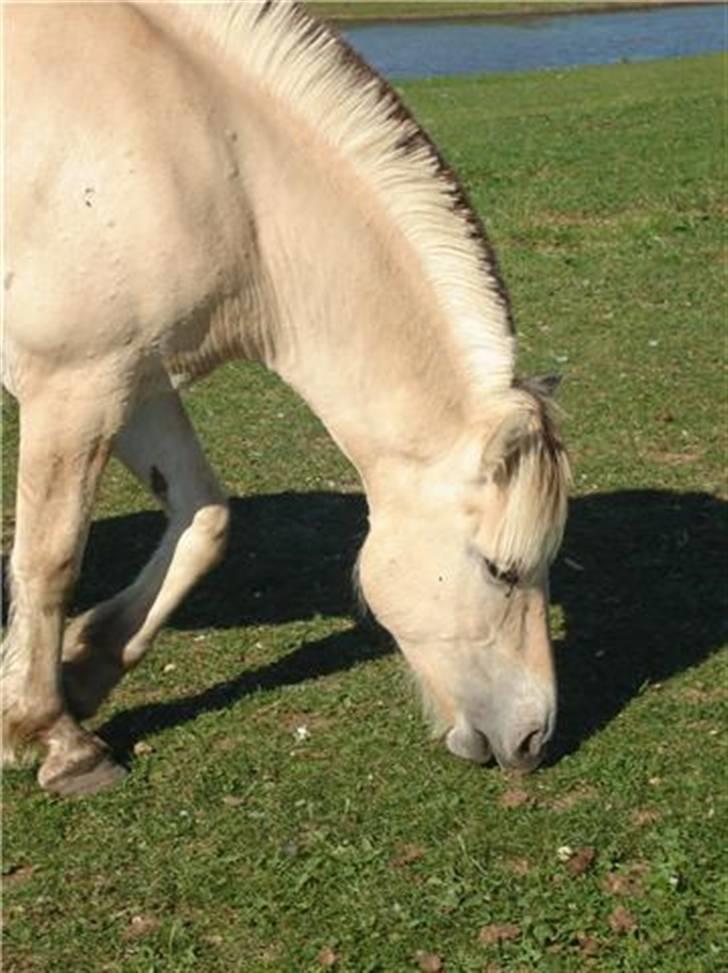 Fjordhest josef Godthaab R.I.P billede 10