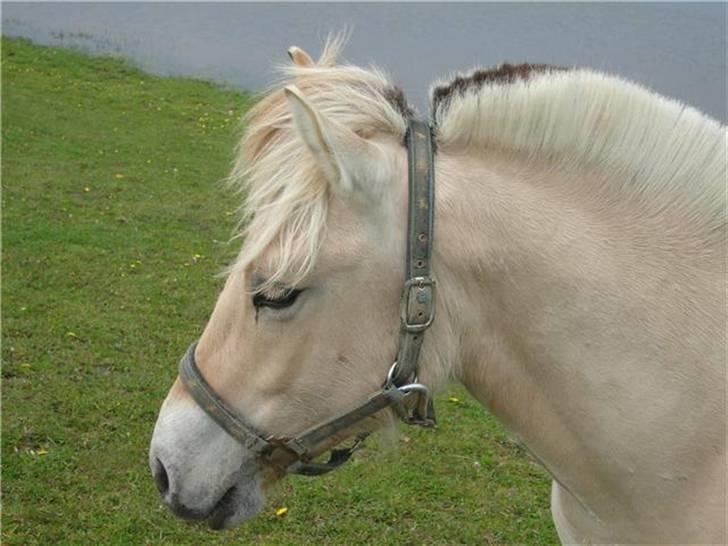 Fjordhest josef Godthaab R.I.P billede 11