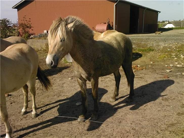 Fjordhest josef Godthaab R.I.P billede 12