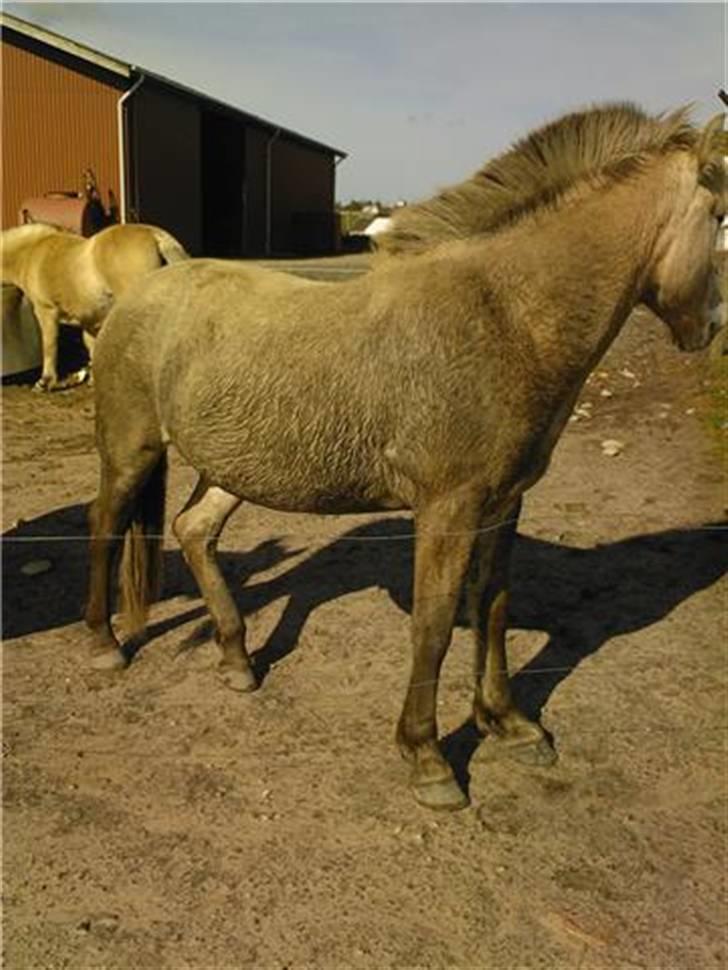 Fjordhest josef Godthaab R.I.P billede 13