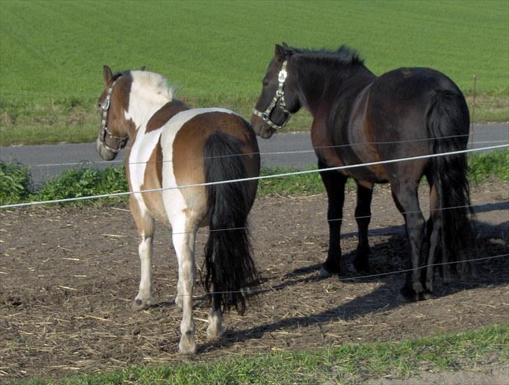 Anden særlig race Viktor (solgt) ;( - Viktor og min gamle pony Tøsen! billede 1