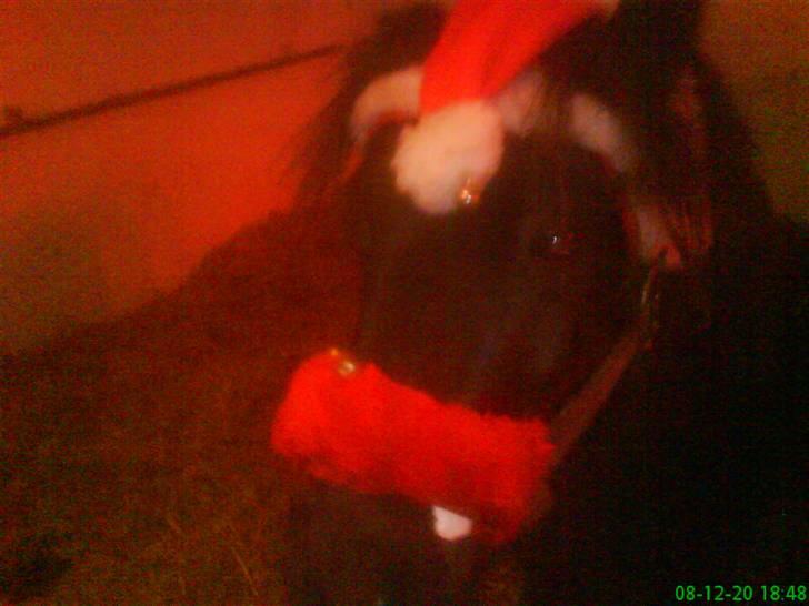 Shetlænder Felix - en rigtig sød pony billede 15