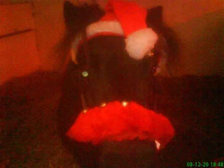 Shetlænder Felix - en lille sød nisse pony billede 16