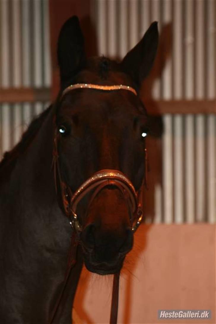 Trakehner Helion De L - Helion De L billede 14