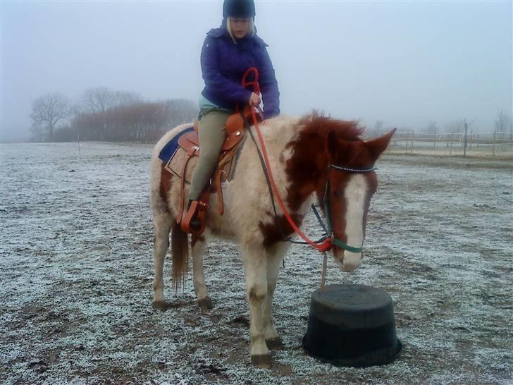Anden særlig race Dusty billede 1