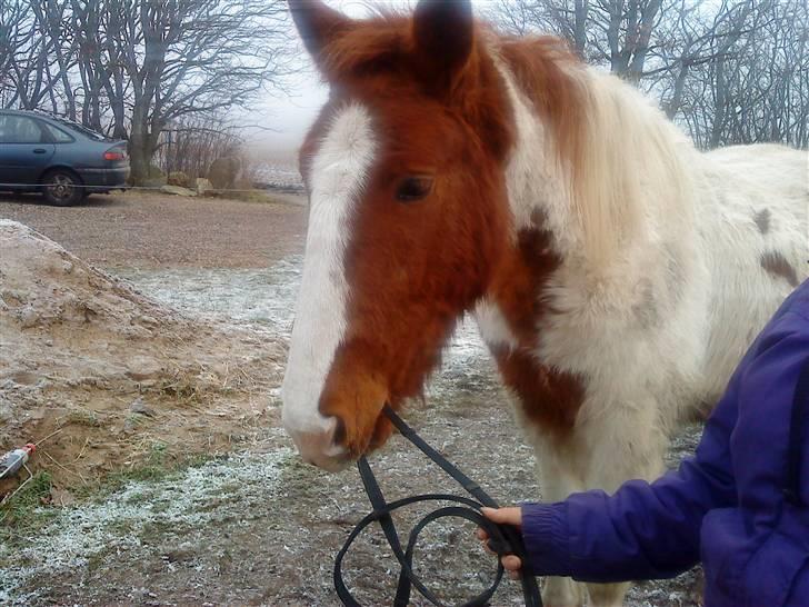 Anden særlig race Dusty billede 2