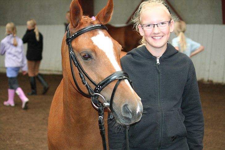 New Forest Baronessen Denver [solgt] - Den smukke pony der for 2. år i træk vinder striglekonkurrencen billede 11