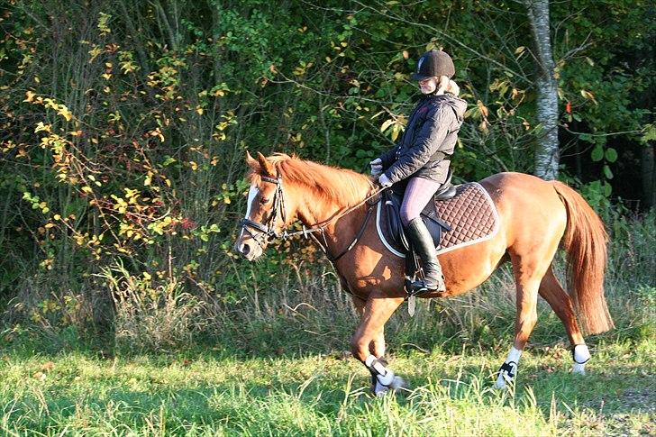 New Forest Baronessen Denver [solgt] - Caroline i skoven på Baronessen billede 13