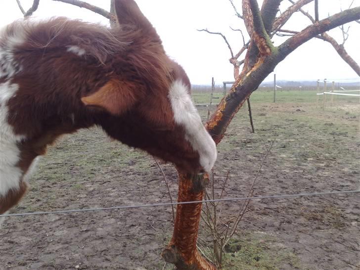 Anden særlig race Dusty billede 3