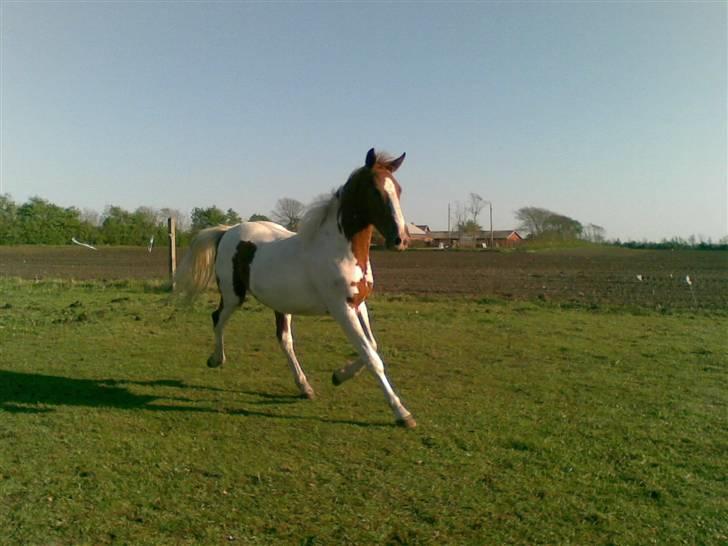 Anden særlig race Dusty billede 4