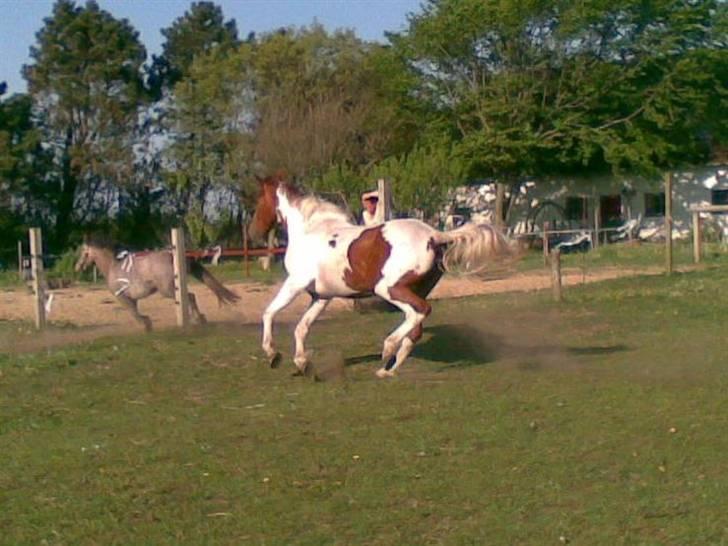 Anden særlig race Dusty billede 5
