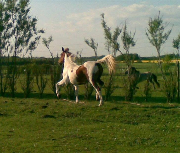 Anden særlig race Dusty billede 6