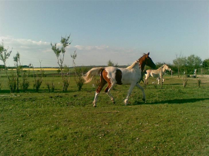 Anden særlig race Dusty billede 7