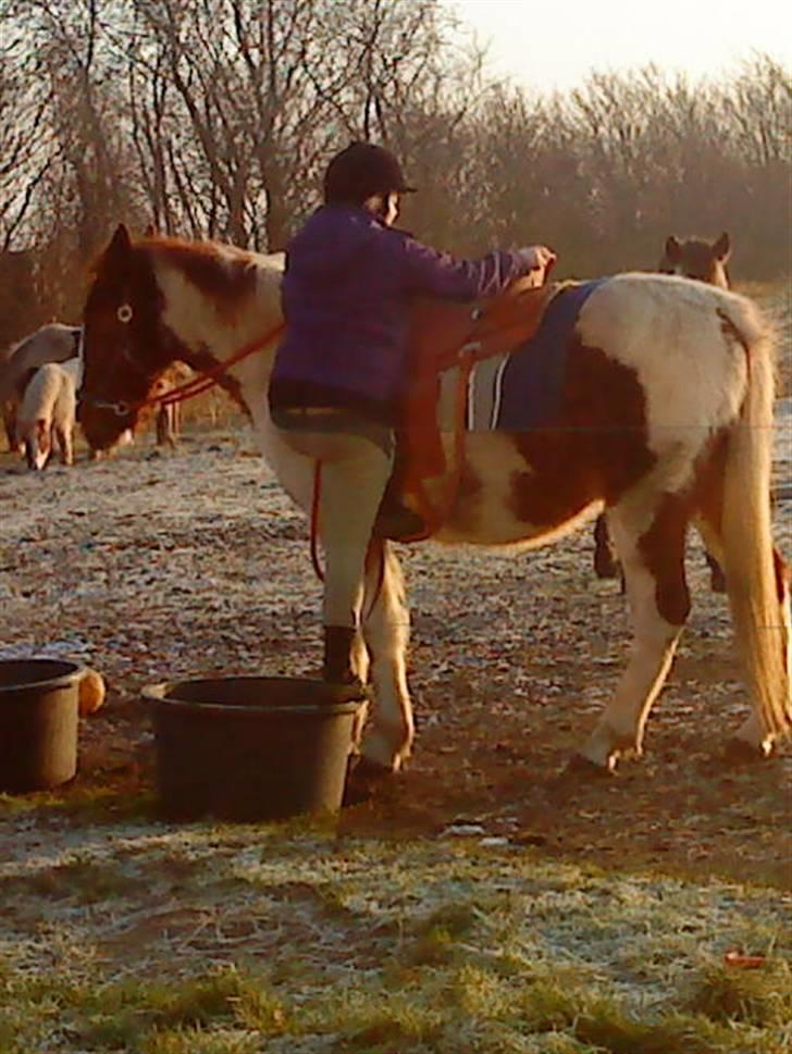 Anden særlig race Dusty billede 9