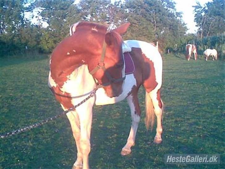 Anden særlig race Dusty billede 10