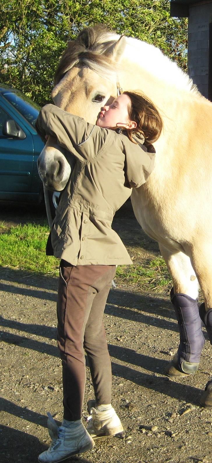 Fjordhest Laban *Min Bamse* <3 - I love you billede 17