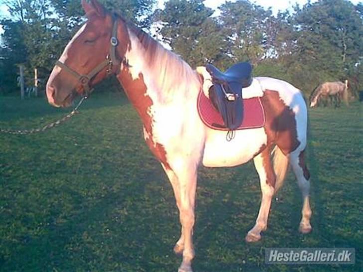 Anden særlig race Dusty billede 11