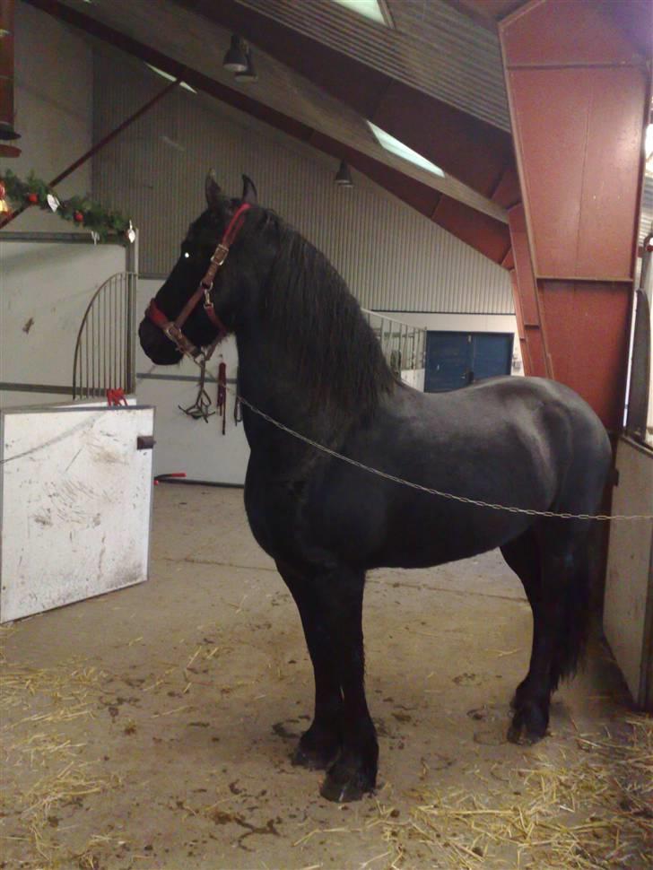 Frieser Jenka billede 5