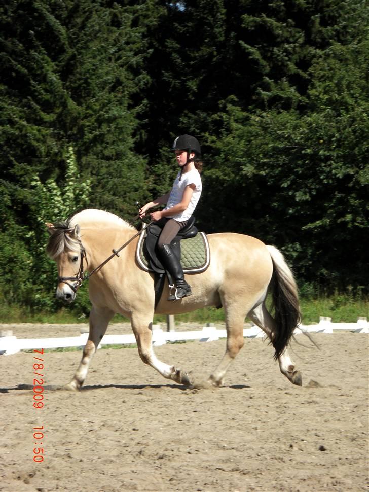 Fjordhest Laban *Min Bamse* <3 billede 18