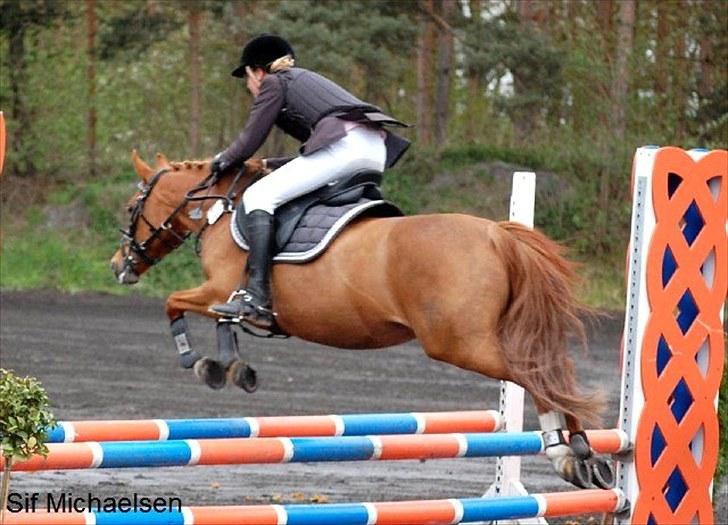 New Forest Baronessen Denver [solgt] - Kallehavegaard Rideklub billede 18