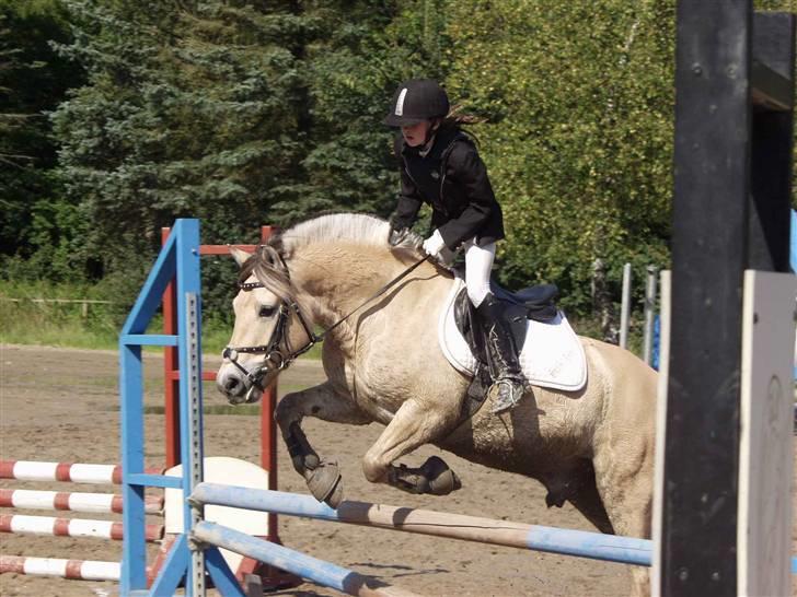 Fjordhest Laban *Min Bamse* <3 billede 19