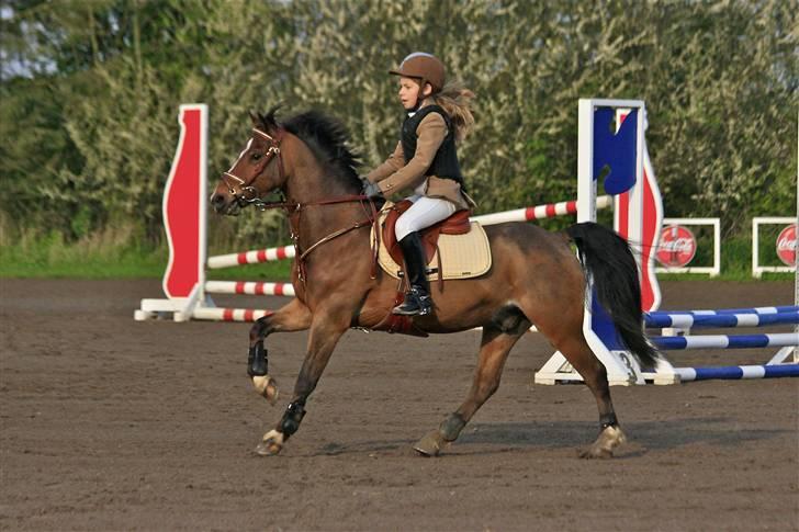 Anden særlig race Felipe *SOLGT ;'( * - Stævne på Allerupgård d. 26. april 2009 billede 18