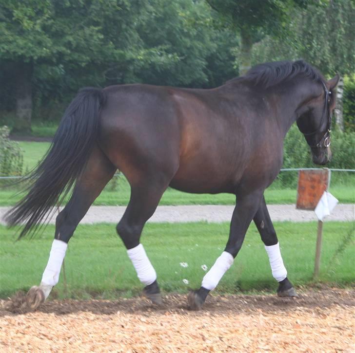 Oldenborg Bøgelygård's Aske - 3 august 09 :-) smukke billede 8