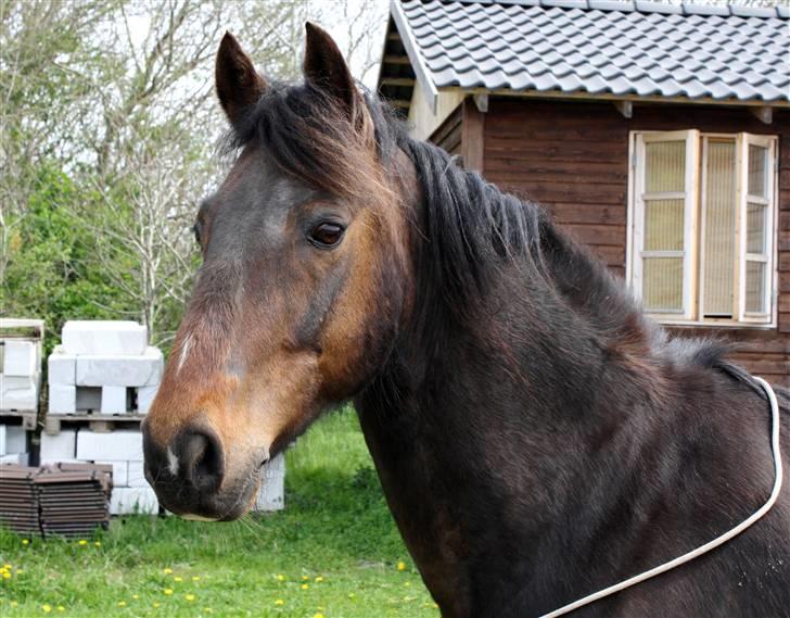 Anden særlig race Aavangs Mikado, Svampebob - WauW en smuksak! xD <3 Foto: Lykke <3 billede 2