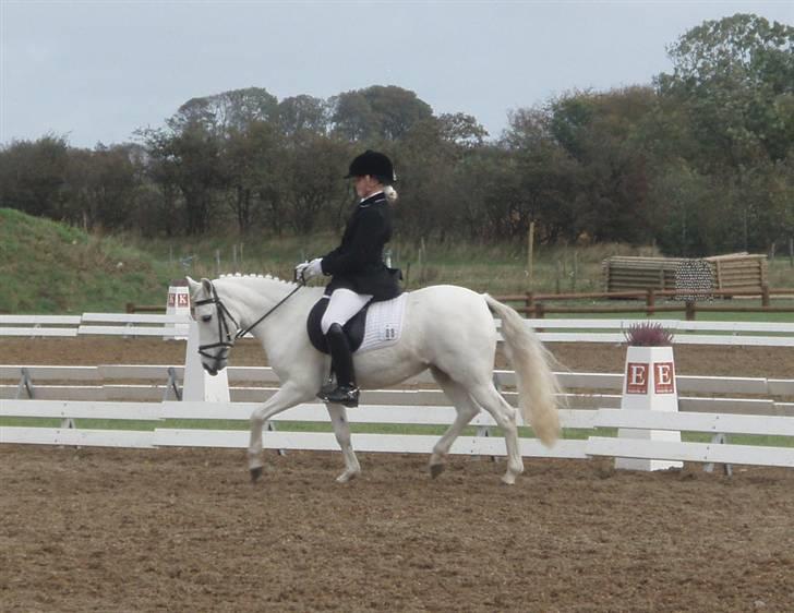 Anden særlig race Fatima<3  (OMRÅDEMESTER) - Distriks mesterskab kat 3 2009 blev nr. 2:´) billede 4