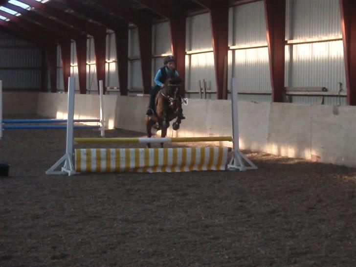 Anden særlig race Felipe *SOLGT ;'( * - Springundervisning billede 19